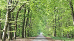 Gravenallee